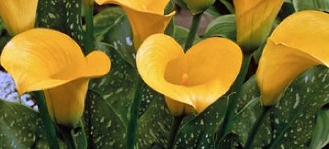 Садовые каллы посадка и уход