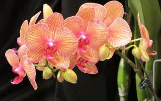 Комнатные цветы орхидея уход