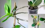 Как размножить орхидею в домашних