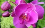 Орхидея в вазе без земли