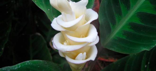 Калатея варшевича уход в домашних условиях