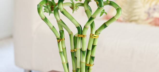 Как обрезать бамбук