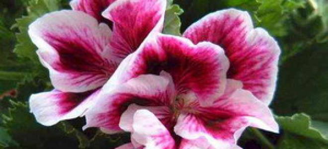 Sandown пеларгония