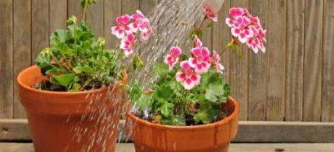 У герани желтеют и сохнут листья