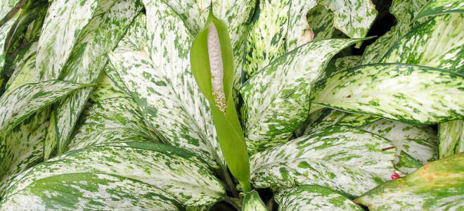 Почему нельзя дома держать диффенбахию