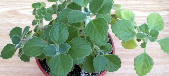 Плектрантус колеусовидный