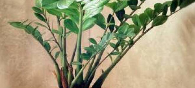 Как ухаживать замиокулькас