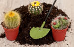 Как посадить кактус в домашних условиях