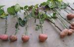 Как укоренить розу в картошке дома
