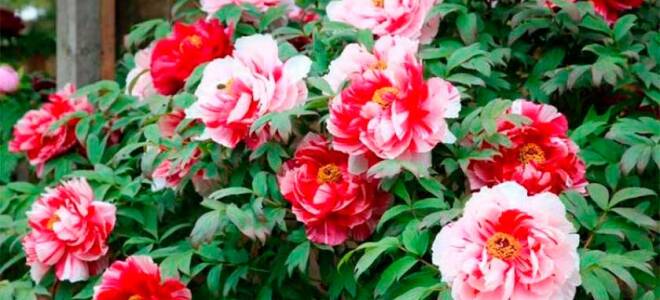 Желтый древовидный пион