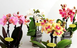 Орхидея фаленопсис мини уход в домашних условиях