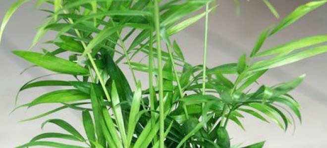 Хамедорея уход в домашних условиях