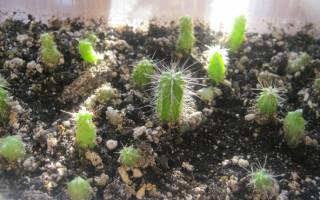 Выращивание кактусов из семян в домашних условиях