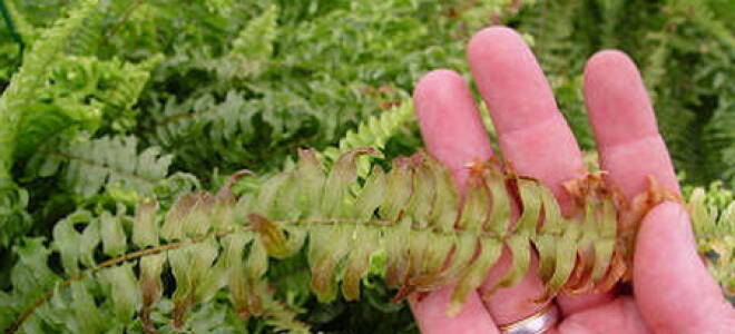 Нефролепис грин леди