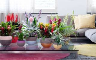 Интересные комнатные растения