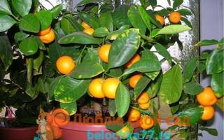 Как вырастить дома апельсин