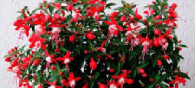 Фуксия из семян в домашних условиях