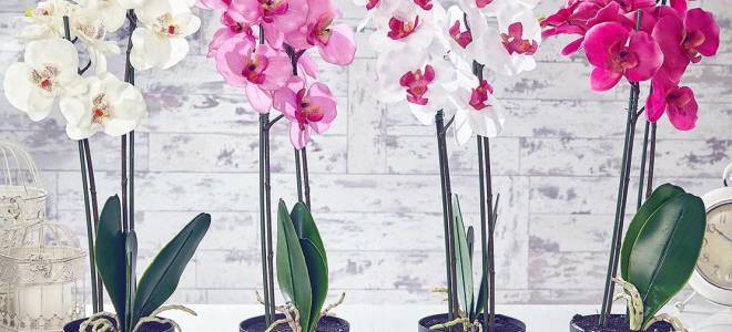 Как пересадить фаленопсис