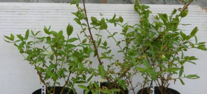 Когда сажать жимолость съедобную