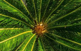 Разновидности пальм