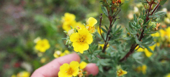 Обрезка лапчатки кустарниковой осенью