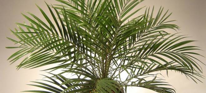 Можно ли вырастить финик из косточки