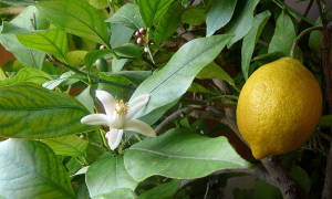 Новозеландский лимон