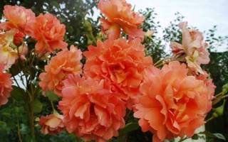 Роза парковая вестерленд