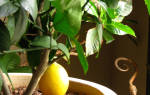 Когда можно пересаживать лимон в домашних условиях