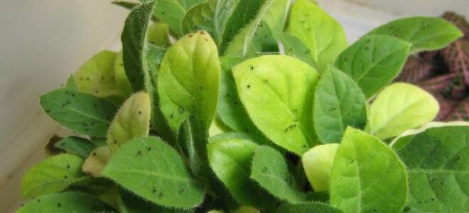 В цветах завелись мошки как избавиться