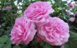 Чайная роза цветок