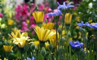 Интересное о цветах