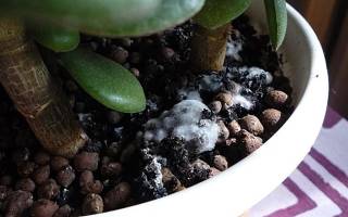 Белая плесень на земле комнатных растений