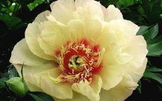 Пион коллис мемори