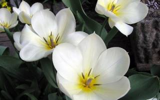 Мелкие белые цветочки как называются