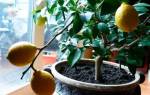 Черенкование лимона в домашних условиях