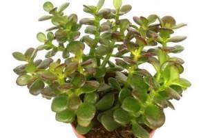 Денежное дерево ядовитое или нет