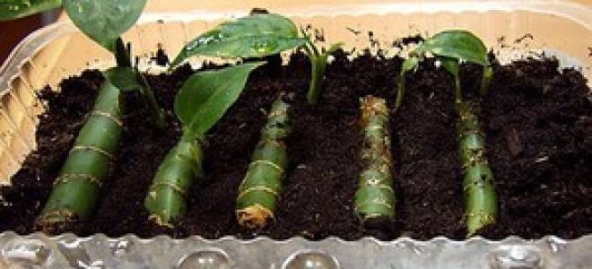 Размножение диффенбахии в домашних условиях