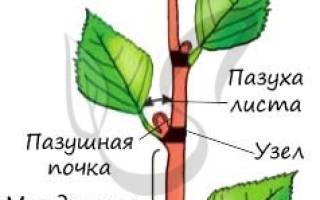 Как определить растение по листьям