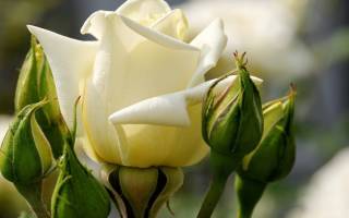 Белые шикарные розы