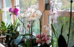 Сохнет цветонос у орхидеи что делать