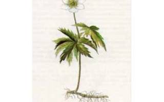 Ветреница дубравная