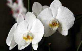 Белый налет на листьях орхидеи