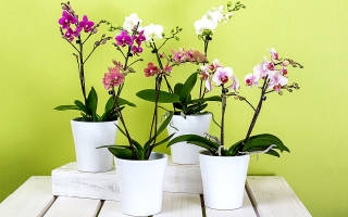 Орхидеи выращивание и уход в домашних условиях