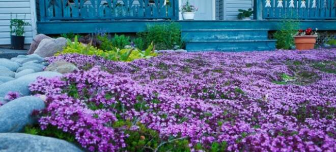 Почвопокровные растения для сада многолетники