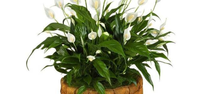 Удобрение для спатифиллума в домашних условиях