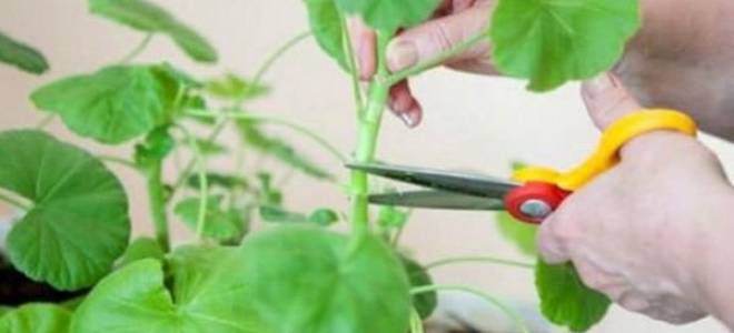 Как формировать герань в домашних условиях