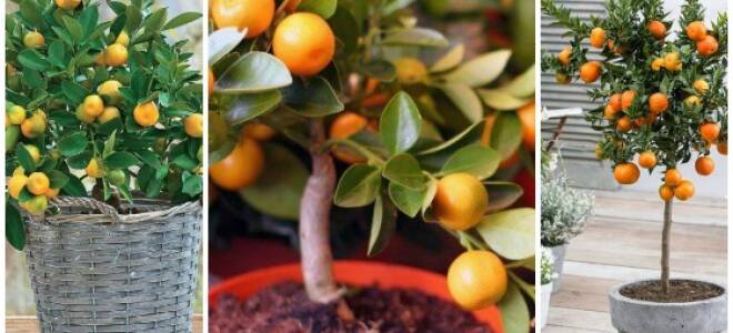 Мандарин в горшке