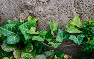 Плющ садовый вечнозеленый морозостойкий