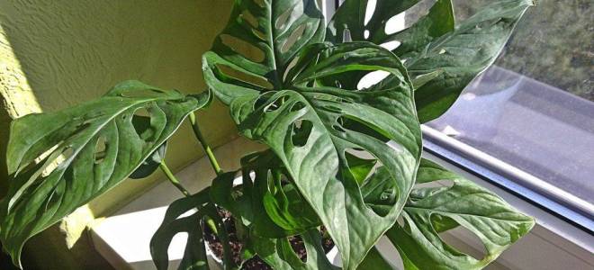 Монстера уход в домашних